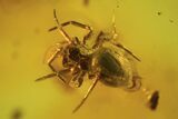 Two Fossil Spiders (Aranea) In Baltic Amber #105466-1